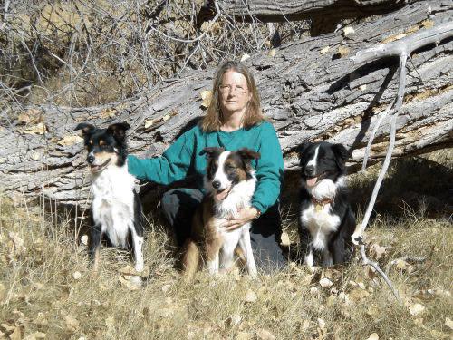 Jan with Aussies Sleet and Jet and English Shepherd Tuck