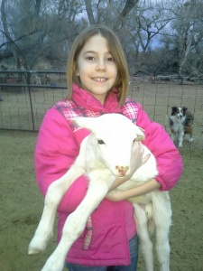 One of the newly banded ram lambs with friend