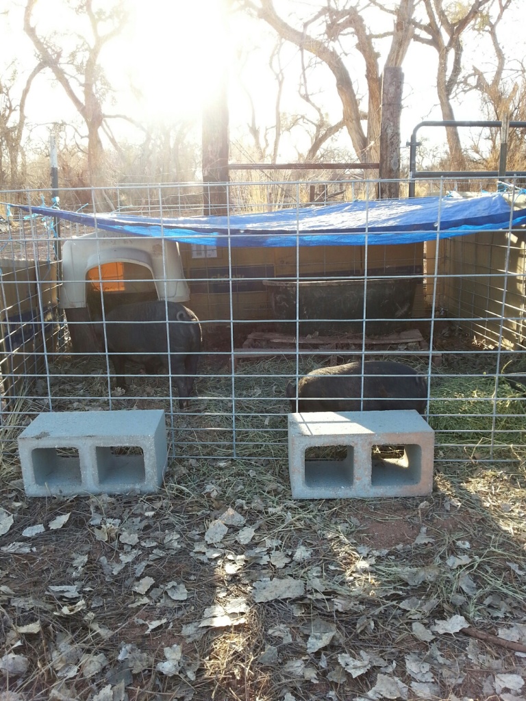 I put a tarp up over one end of the pen so they have a nice shady spot right next to the water trough to keep cool. 